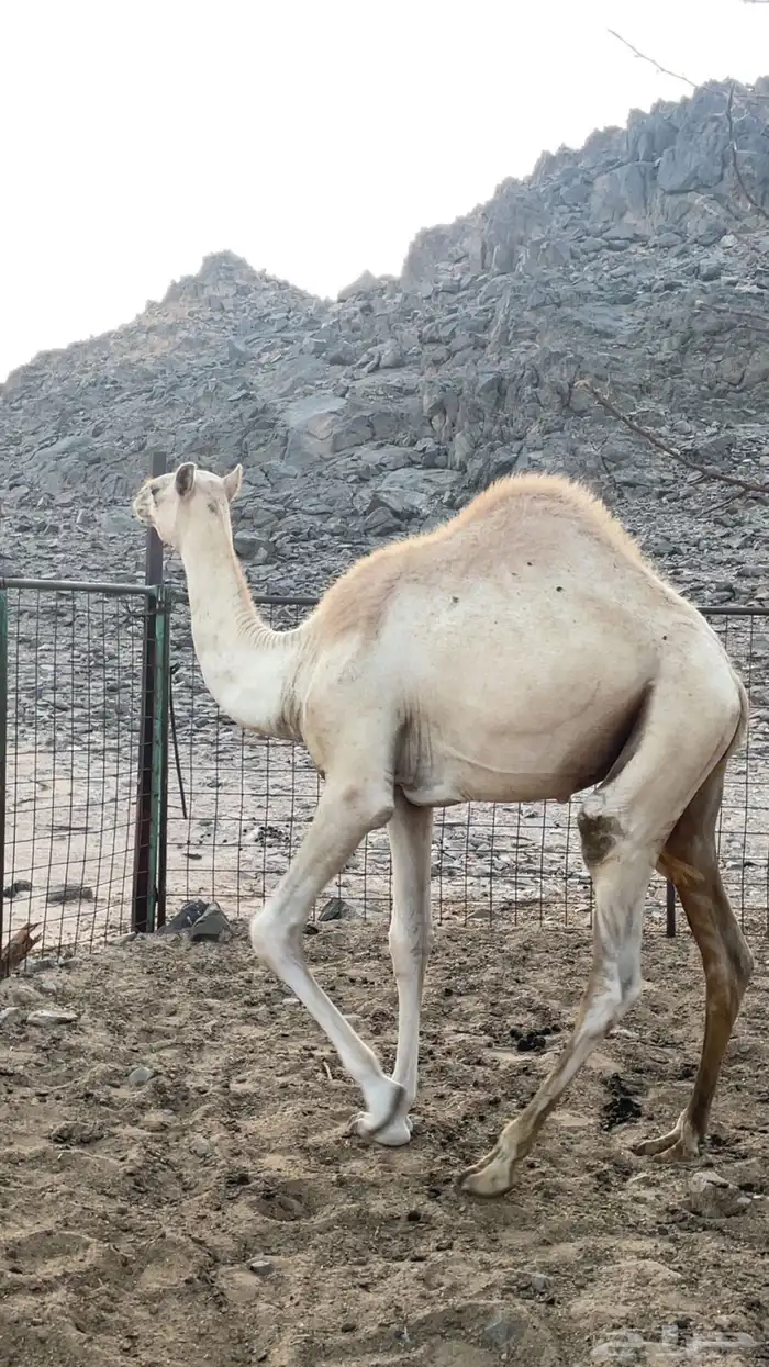 قعود 0