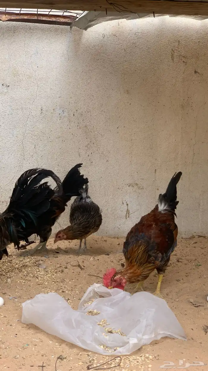 للبيع دجاج عربي 2