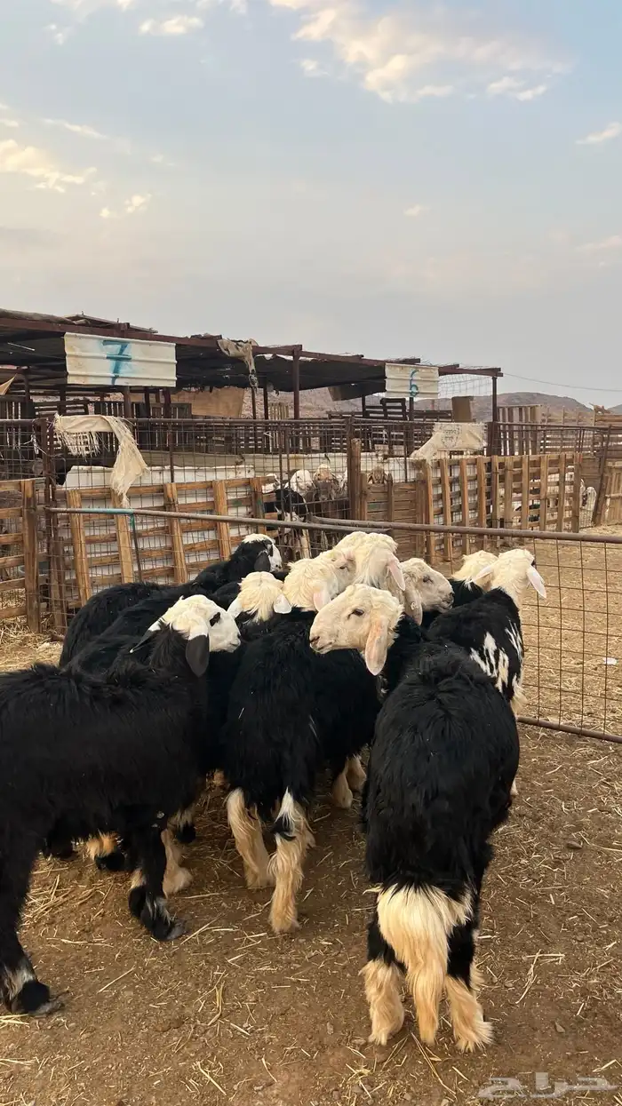 طليان نجد ذبايح جدعان 5