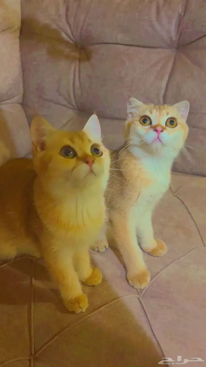 قطط سكوتش للبيع (متبقي الانثى فقط) 0