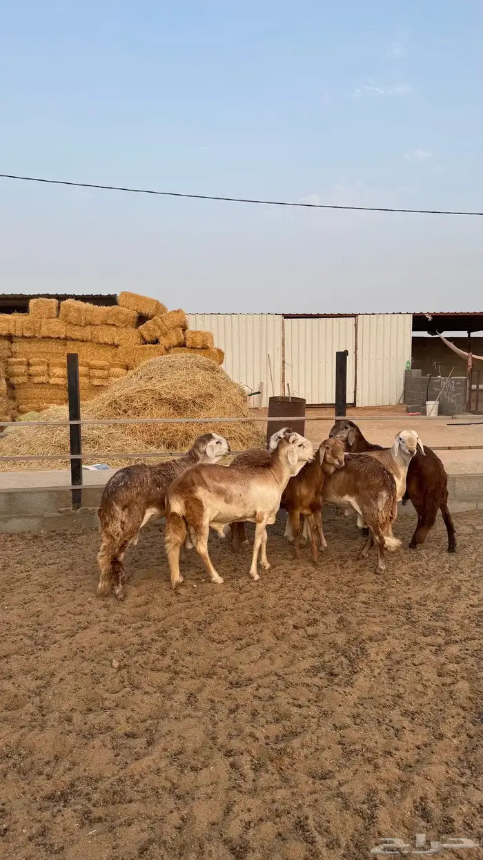 للبيع طليان سواكن 1