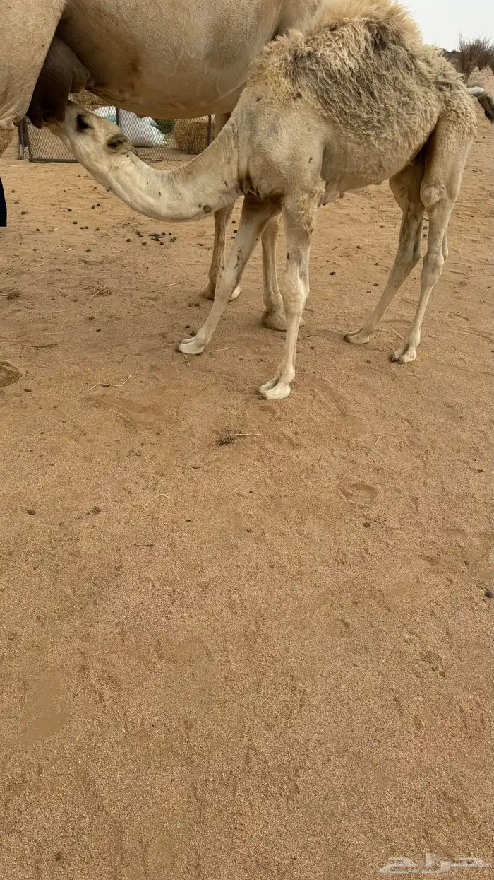 حشو قعدان العدد 3 4