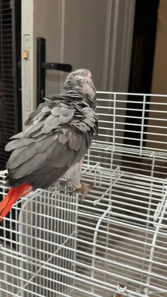 كاسكو اليف جدا تم البيع 2