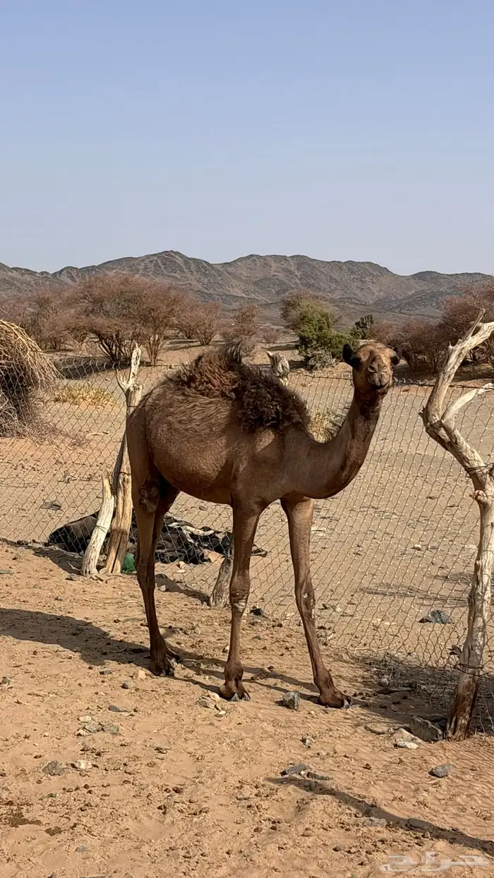 بكره للبيع 0