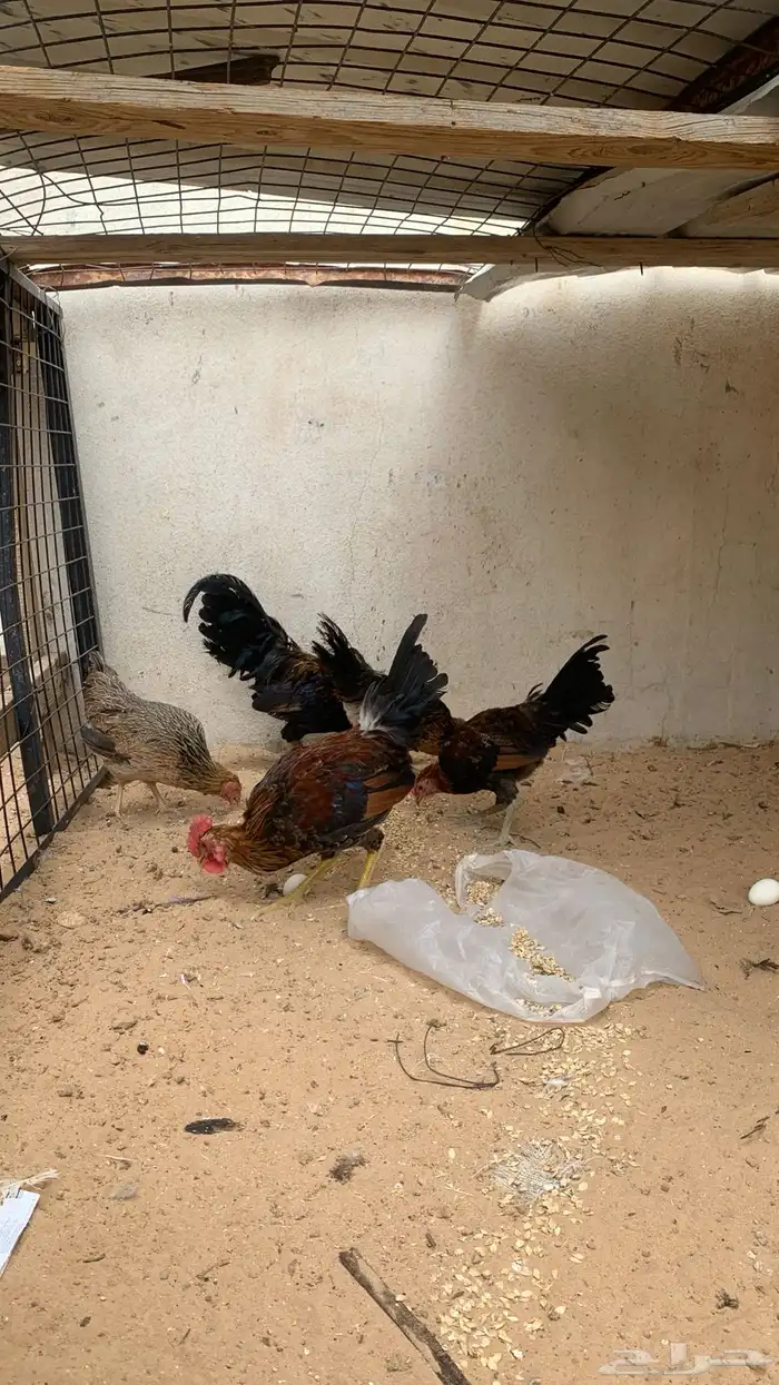 للبيع دجاج عربي 0