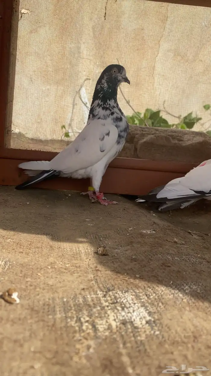 حمام تيدي 1