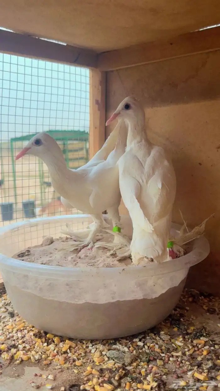 حمام برلين سمبوسة الموقع الرمال 250 3