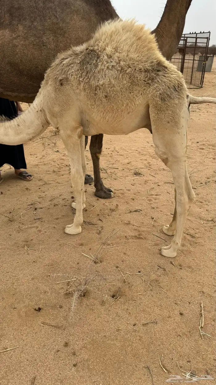 حشو قعدان العدد 3 1