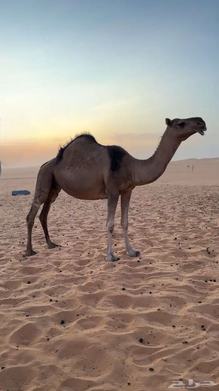 ناقه ضروبه كفو 1