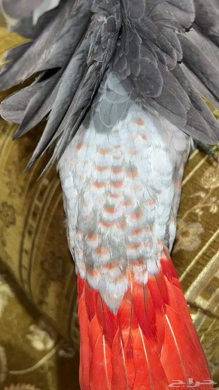 فرخ كاسكو طفره 4