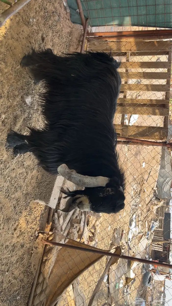 تيس عارضي صنف الصنف (تم البيع) 2