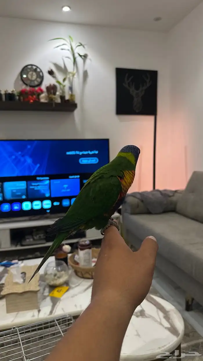 لوري اليف 2