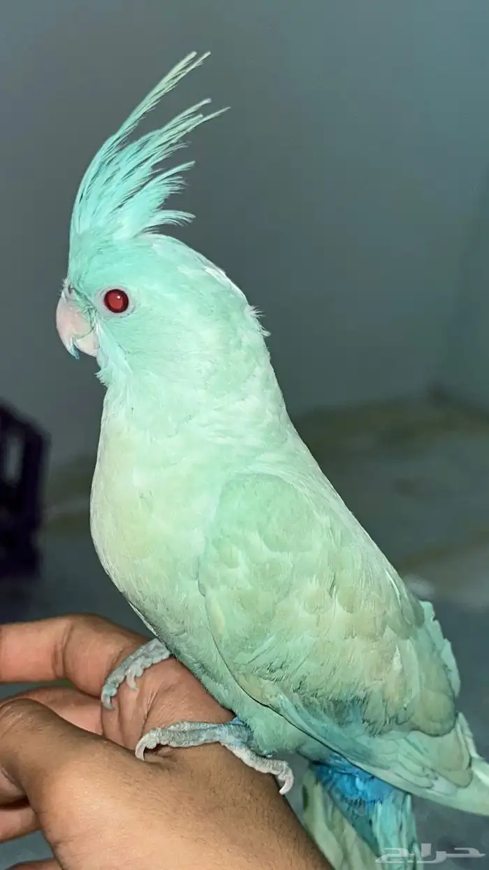 ببغاء الكروان 2