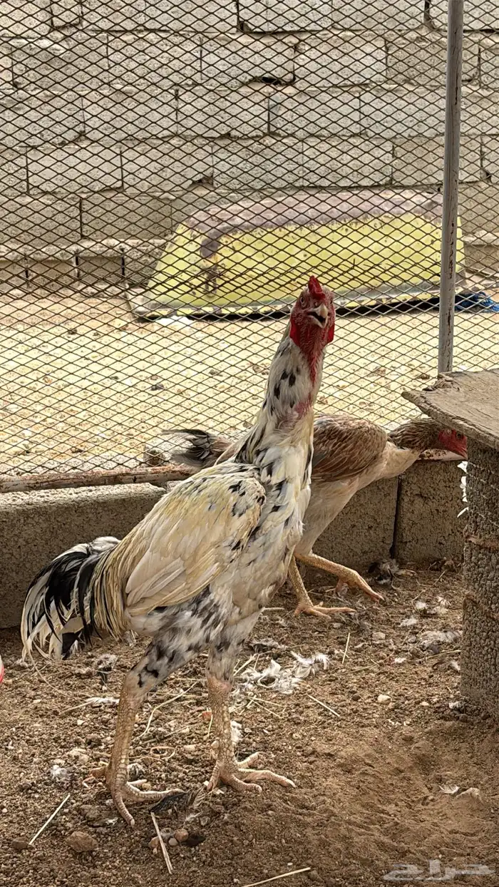 دجاج سندي 3