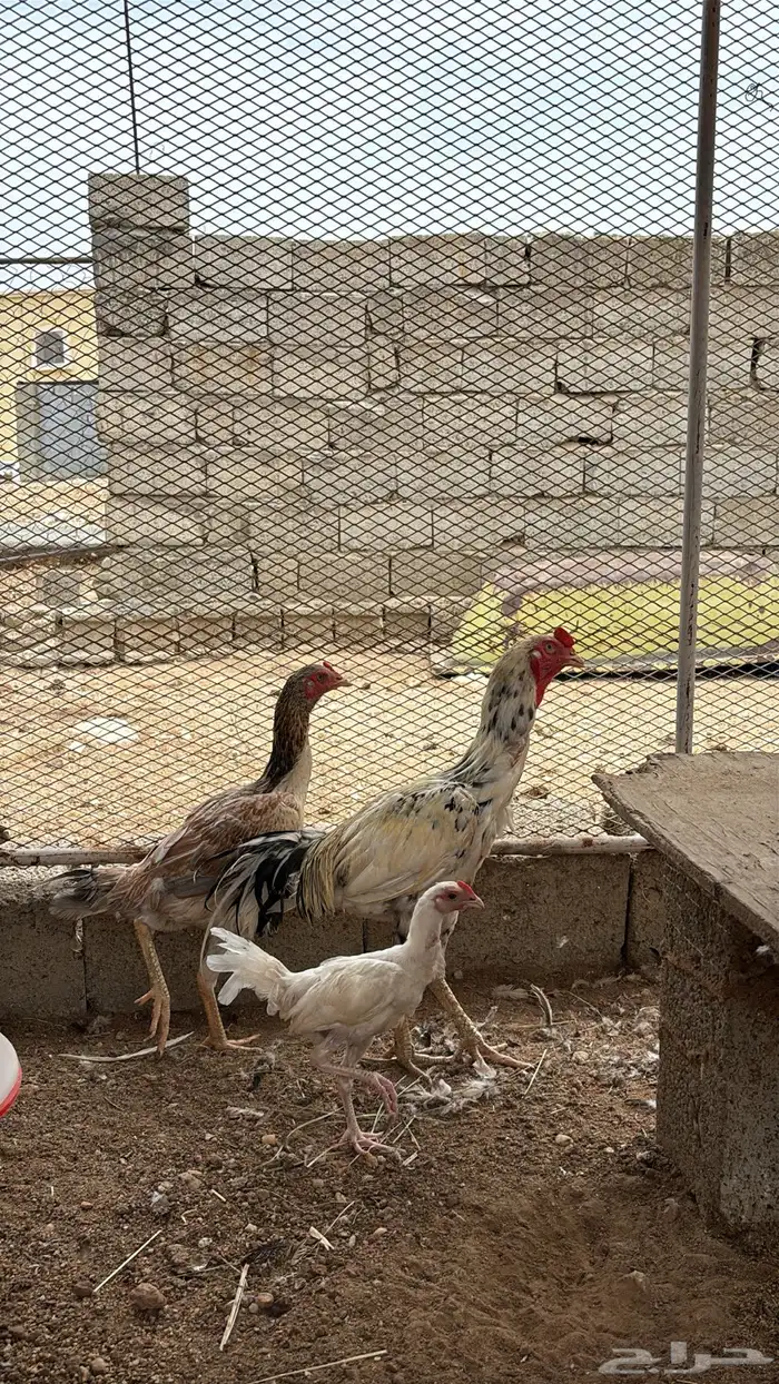 دجاج سندي 5