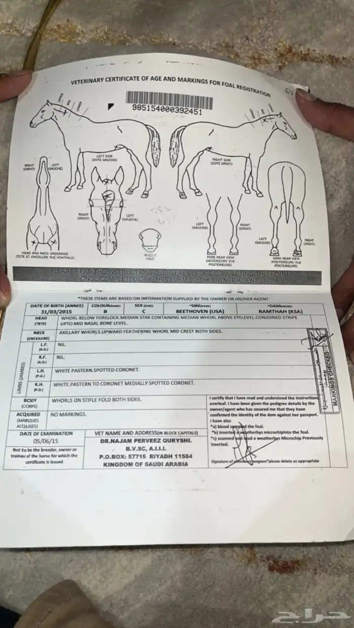 حصان انجليزي حق سبق 6