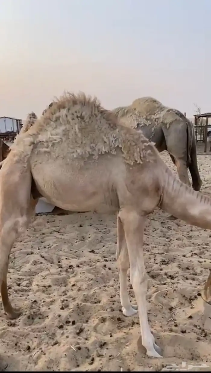 قعود حاشي قصب 0
