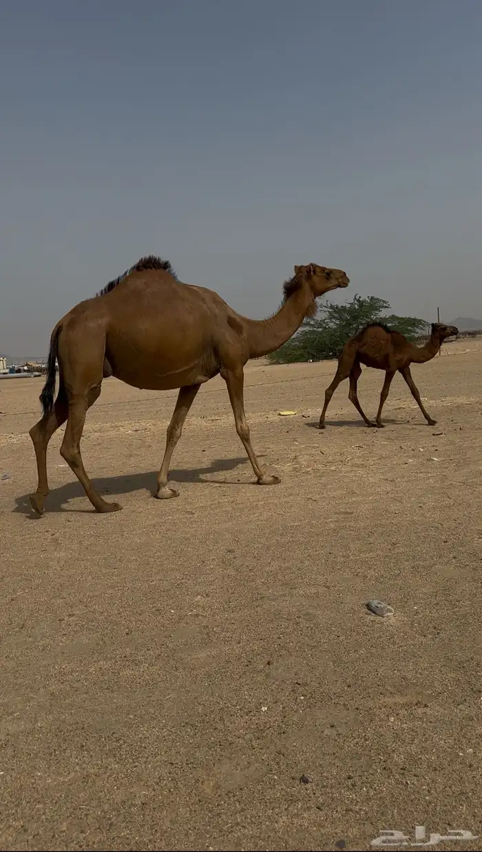 خلفه ساحليه ثليث 2