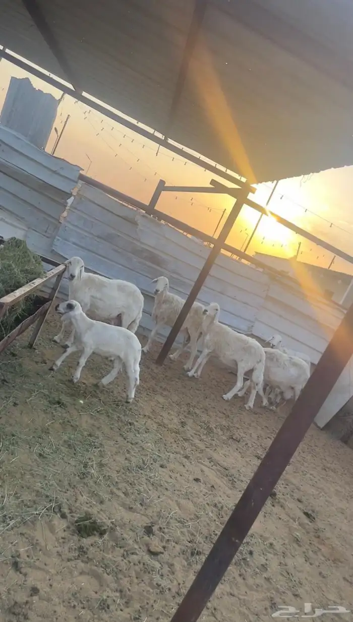 غنم حريات مقرعات و2 منهن متابيع مقرعات بعد 3