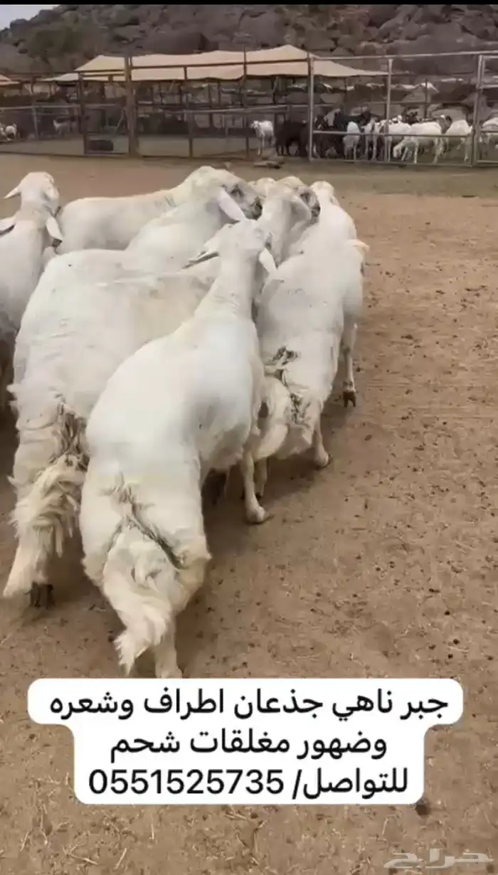 خرفان جبر ناهي 0