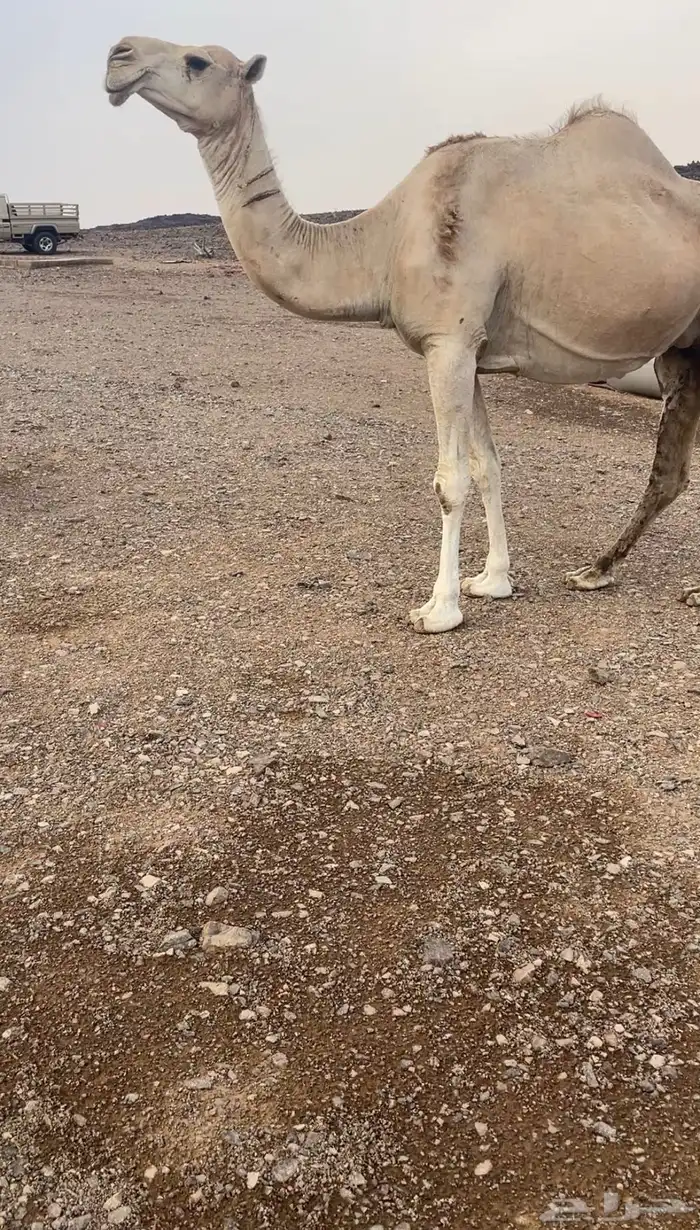 ابل لقحات كفو 0