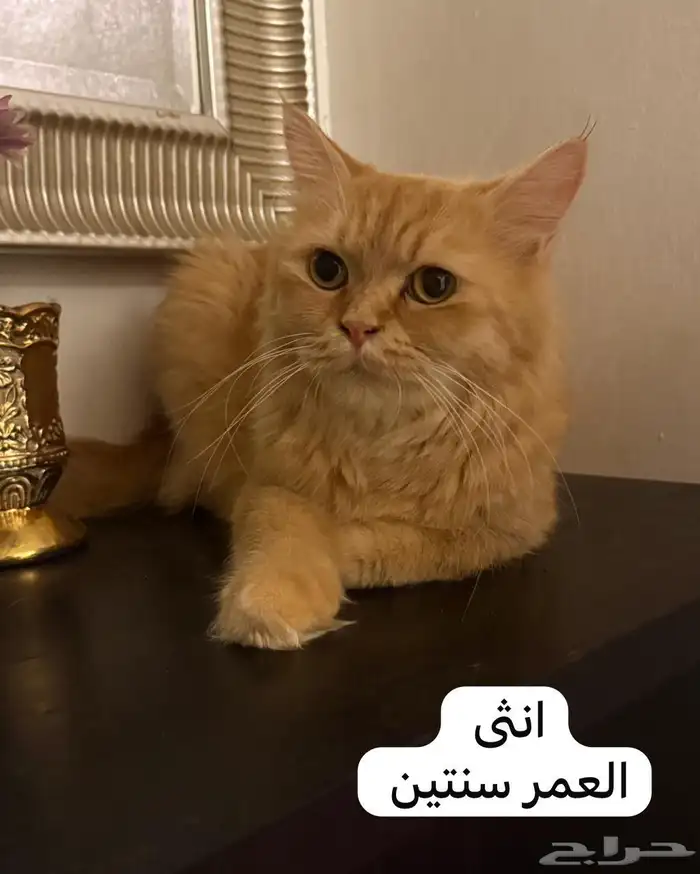 مجموعه قطط 5