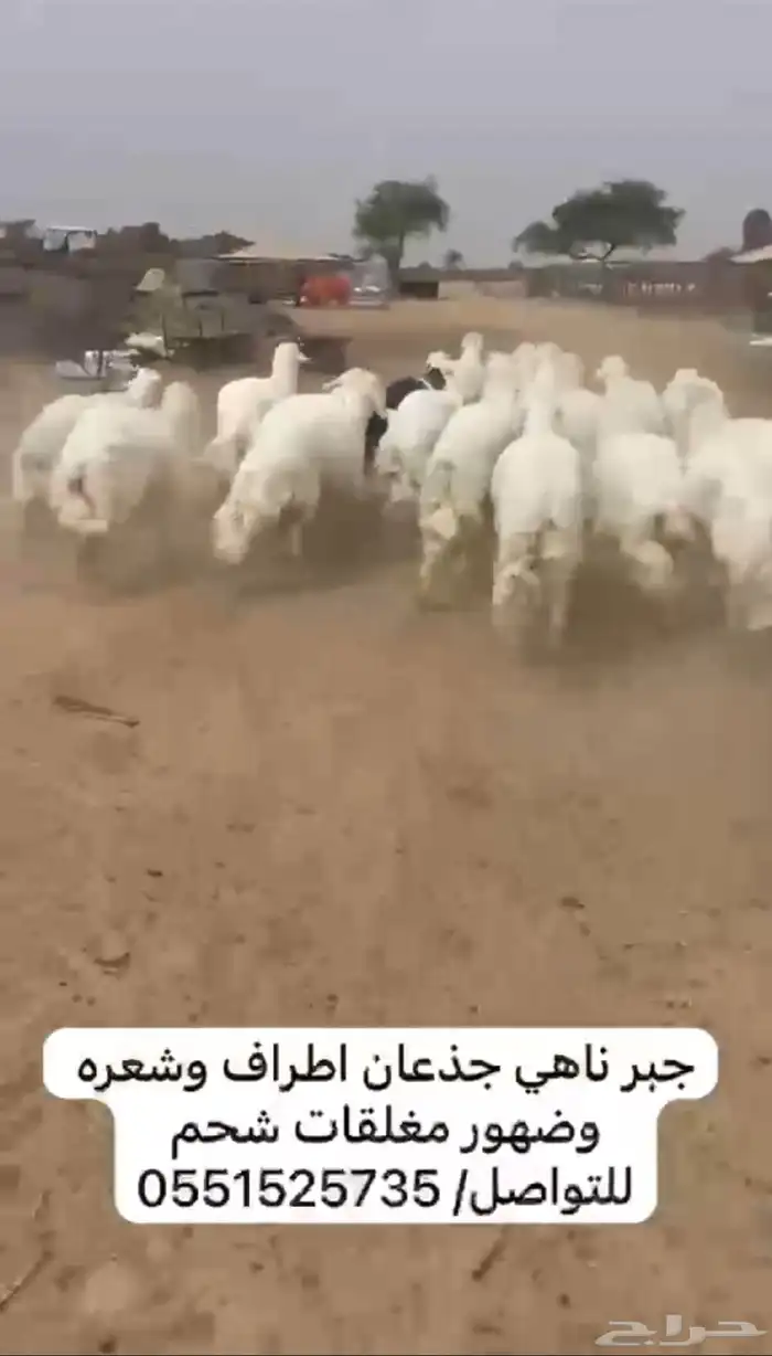 خرفان جبر ناهي 3