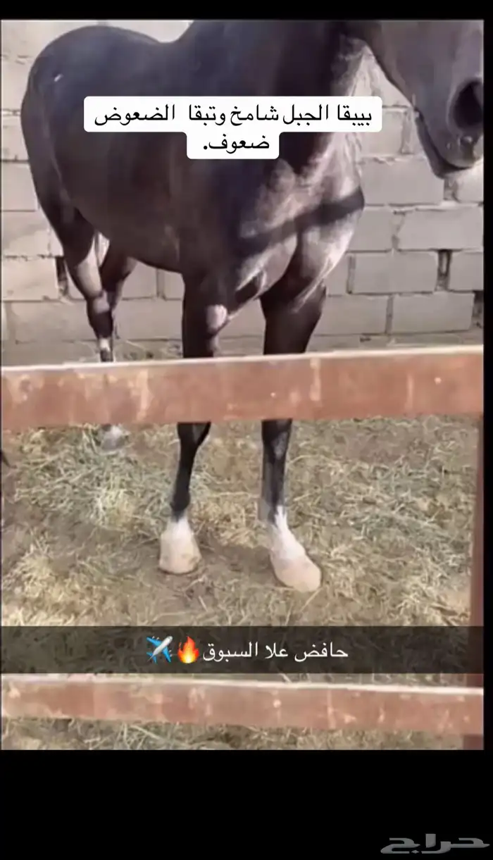 مهر شعبي كفووو سبوققق 3