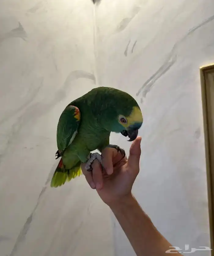 بلوفرنتد كبتن لعشاق الأمزونيات ( تم البيع ) 3