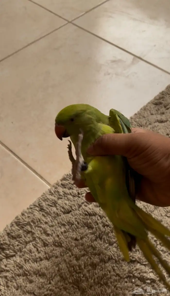 ببغاء الدره سوبر جامبو اليف جد ا ويقبل المسح على كامل الجسم 6