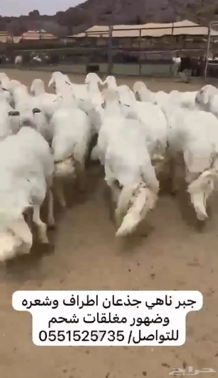 خرفان جبر ناهي 1