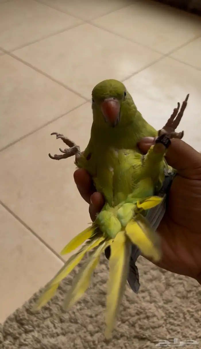 ببغاء الدره سوبر جامبو اليف جد ا ويقبل المسح على كامل الجسم 5