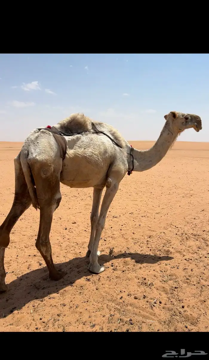 ناقه فاطر. تم البيع 0