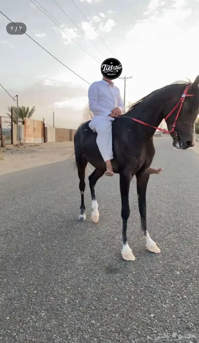 مهر شعبي كفووو سبوققق 2