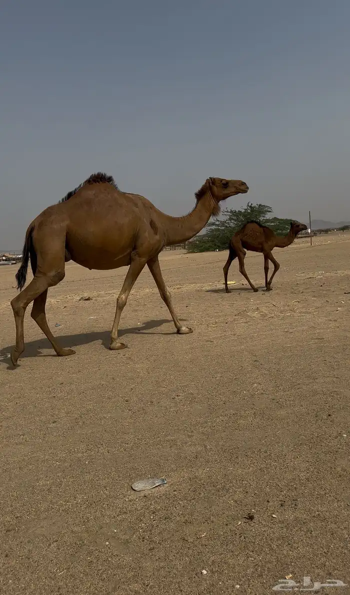 خلفه ساحليه ثليث 3