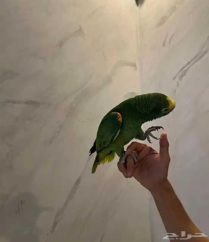 بلوفرنتد كبتن لعشاق الأمزونيات ( تم البيع ) 8