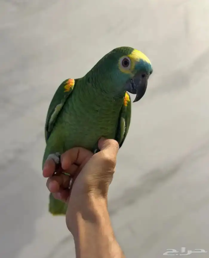 بلوفرنتد كبتن لعشاق الأمزونيات ( تم البيع ) 2