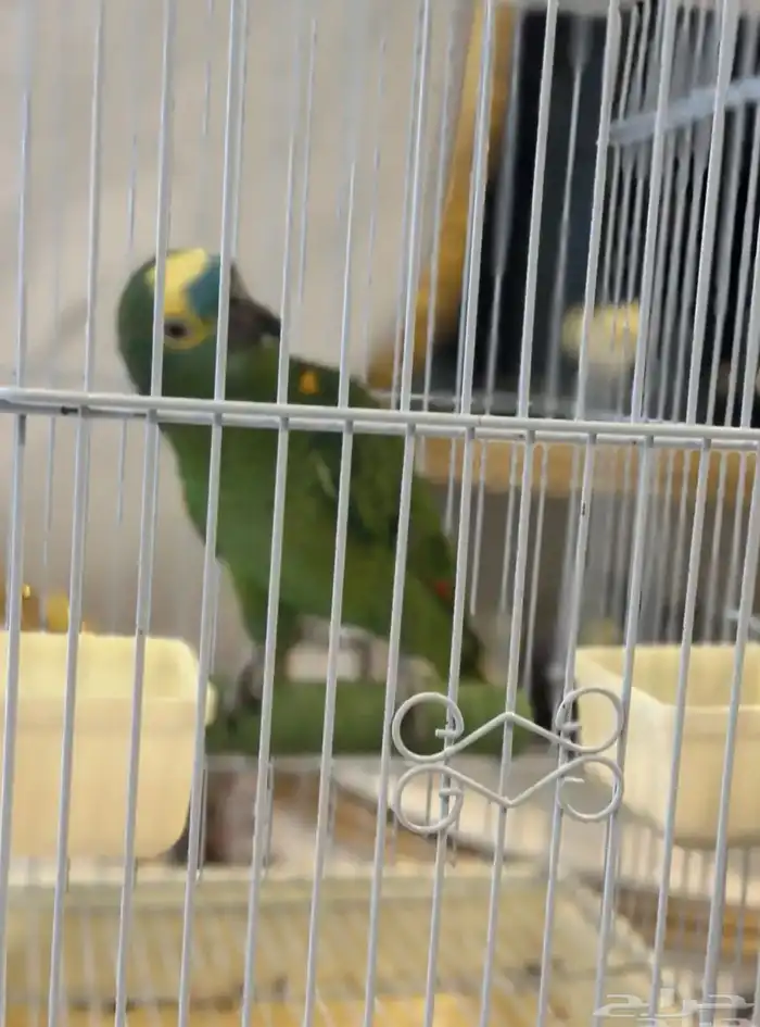 بلوفرنتد كبتن لعشاق الأمزونيات ( تم البيع ) 1