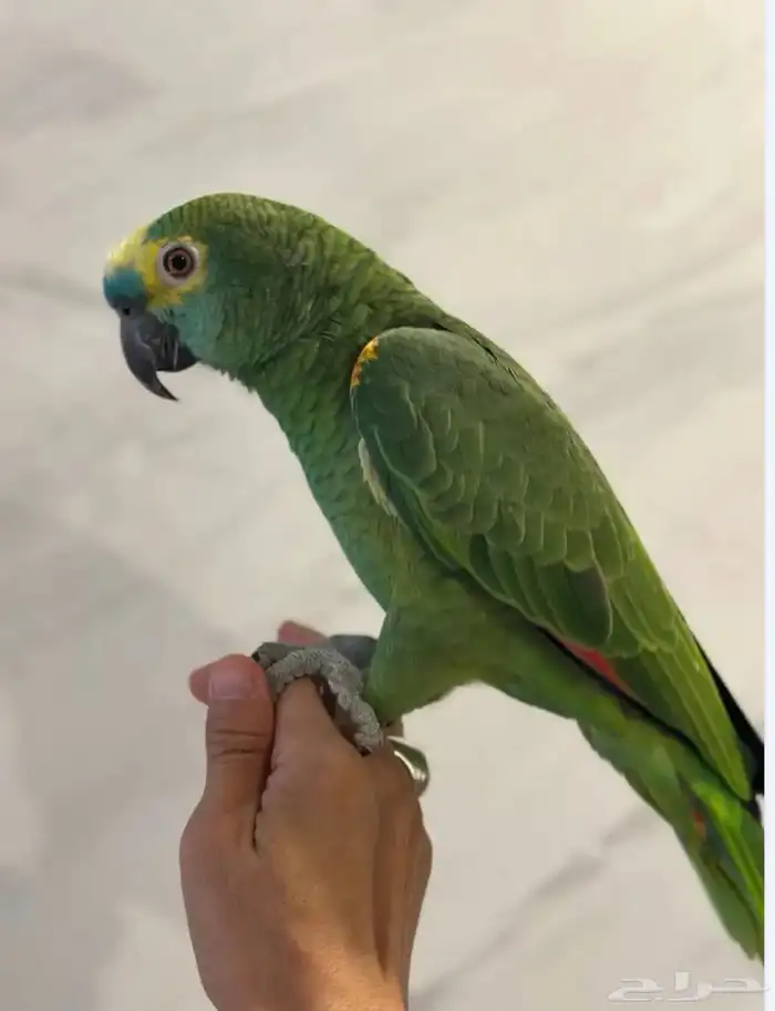 بلوفرنتد كبتن لعشاق الأمزونيات ( تم البيع ) 4