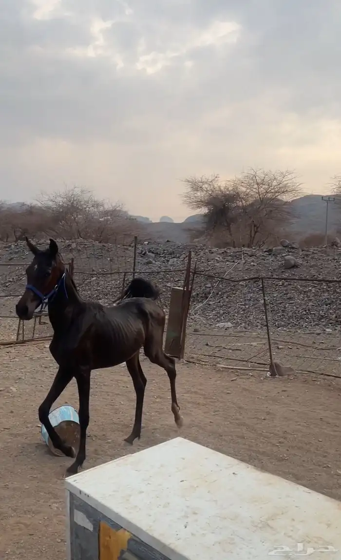 مهره شعبيه فاخره اقبل البدل المناسب معزا   ضان   ابل 0
