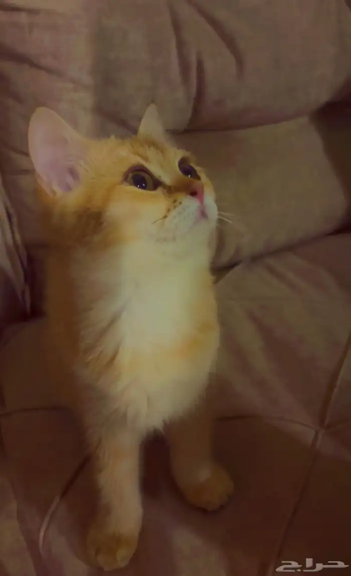 قطط سكوتش للبيع (متبقي الانثى فقط) 1