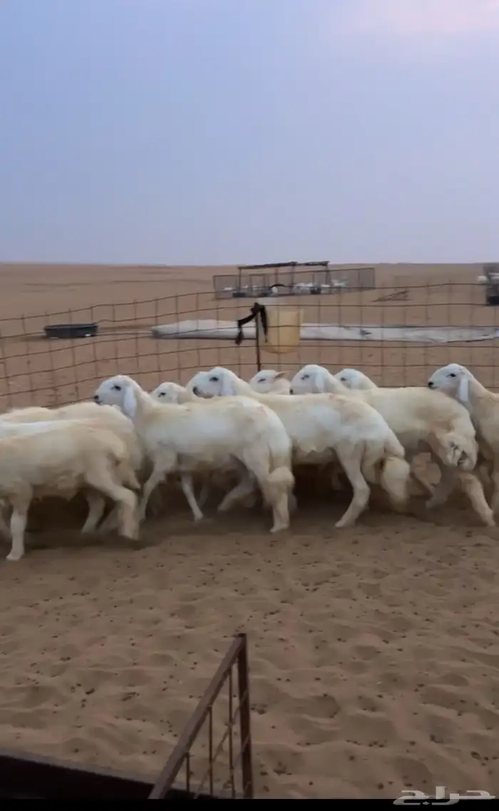 بهم وسط نظيف من 4-5 اشهر 0