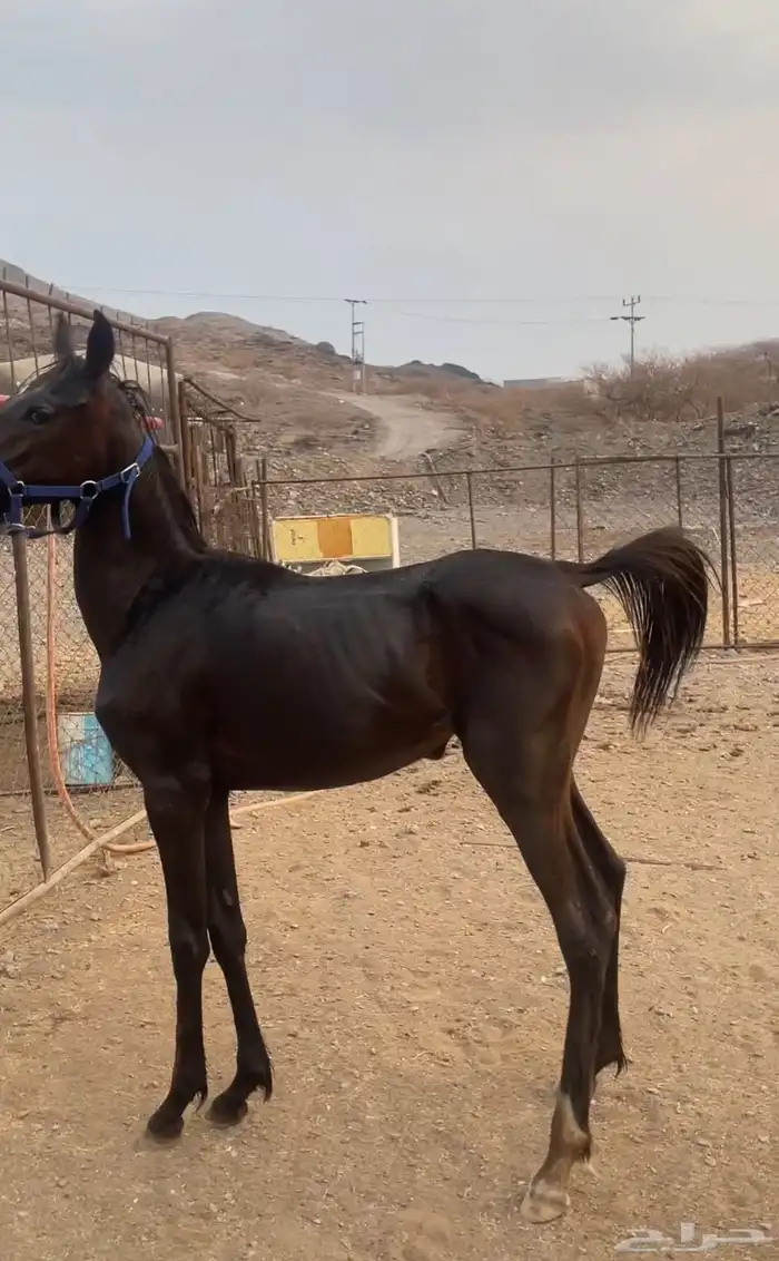 مهره شعبيه فاخره اقبل البدل المناسب معزا   ضان   ابل 4
