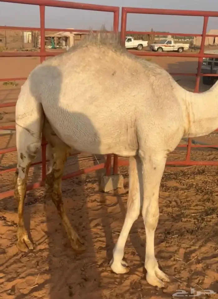 قعود للبيع 2