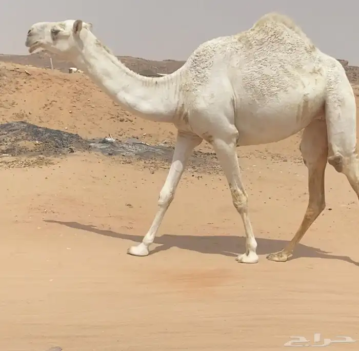 للبيع بكره لقيه عليانيه 1