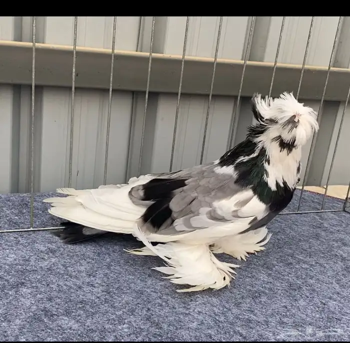 حمام بخاره 1