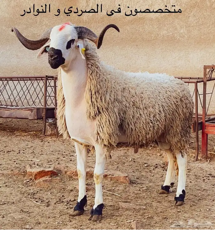 فحول صردية حرة 1
