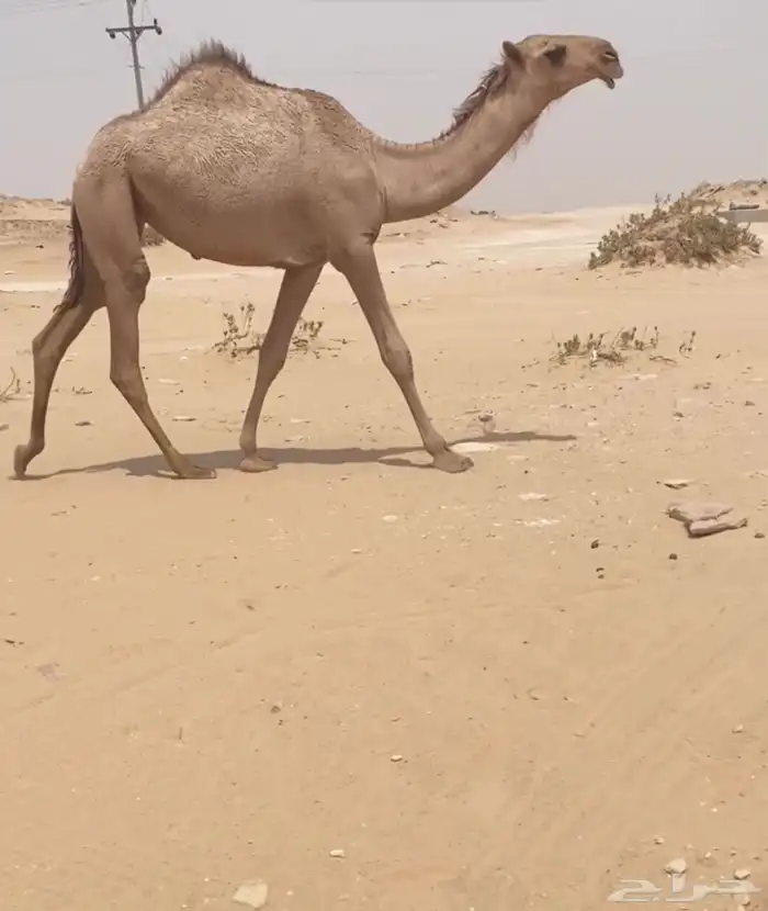 للبيع بكره باتليه 1