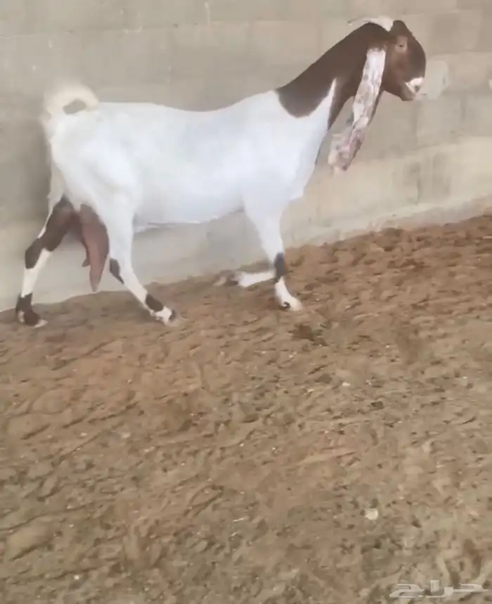 معزاء مشاريك مطورة دفيع شرط فحل مشروك 2
