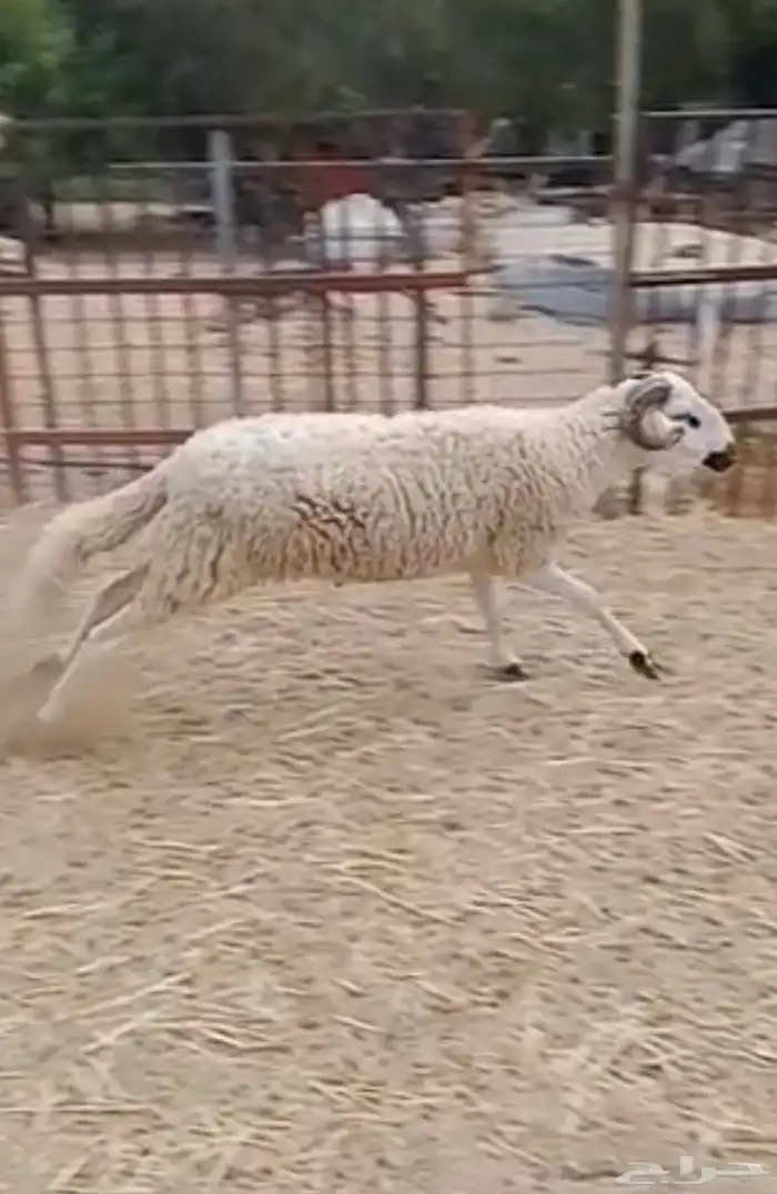 فحول صردية حرة 2